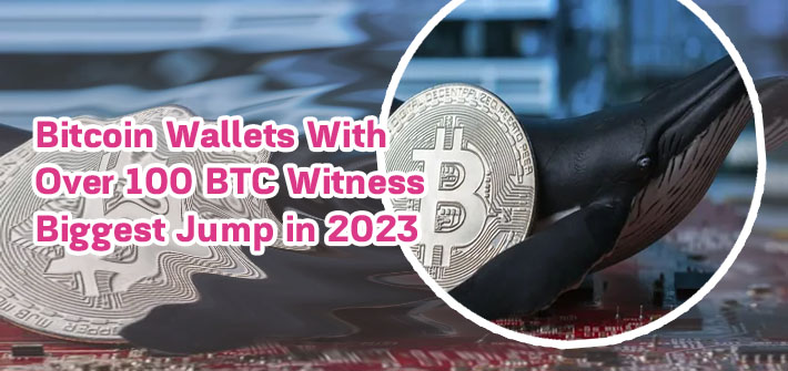 Largest btc wallets